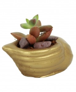 Mini Çiçek Saksı Küçük Sukulent Altın Kaktüs Saksısı Mini Deniz Salyangozu Model